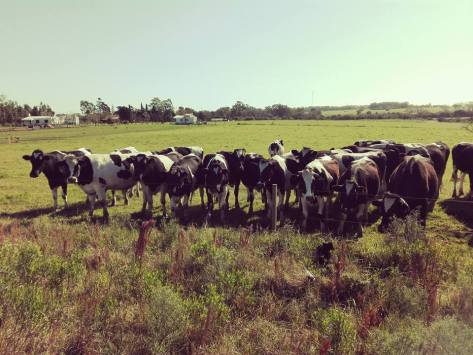 fila mucche.jpg